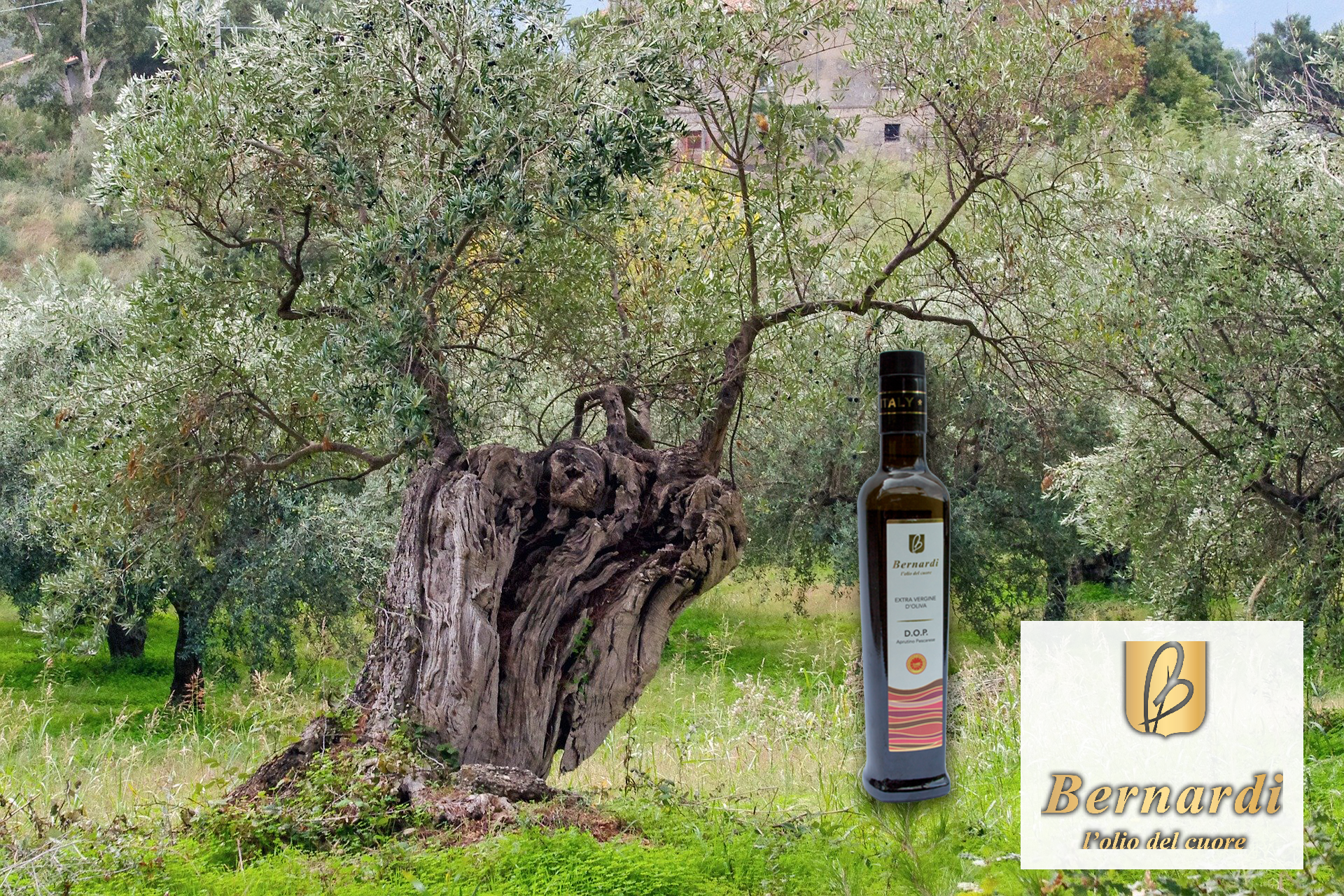 Olio EVO dal Produttore: Costo o Investimento Reale?