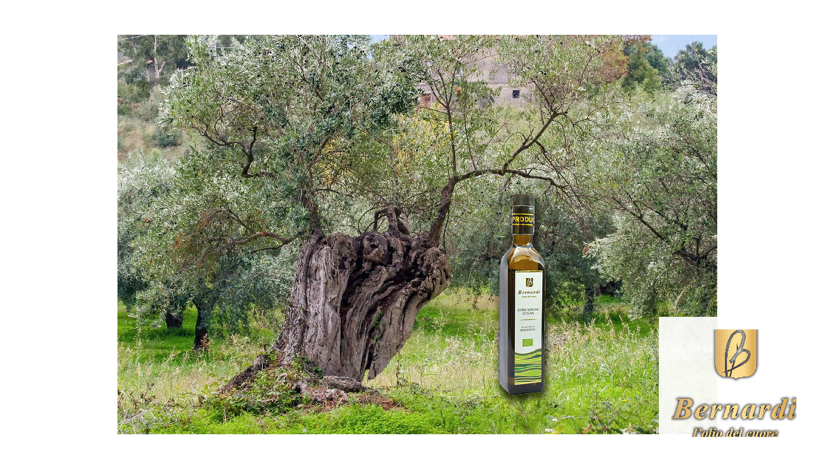 Olio EVO Biologico DOP: Sinergia di Valore e Tracciabilità Inequivocabile